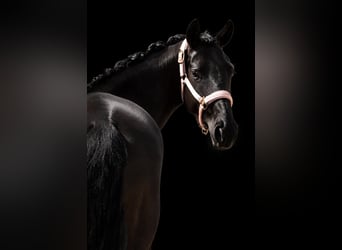 KWPN, Stute, 8 Jahre, 164 cm, Rappe