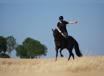 KWPN, Stute, 8 Jahre, 164 cm, Rappe