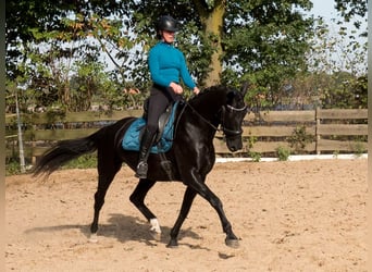 KWPN, Stute, 8 Jahre, 164 cm, Rappe