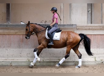 KWPN, Stute, 8 Jahre, 165 cm, Brauner