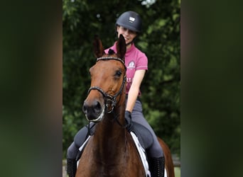 KWPN, Stute, 8 Jahre, 165 cm, Brauner