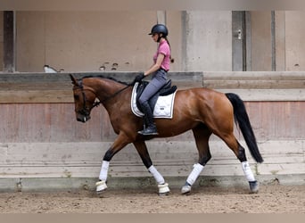 KWPN, Stute, 8 Jahre, 165 cm, Brauner