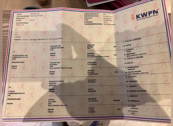 KWPN, Stute, 8 Jahre, 165 cm, Brauner