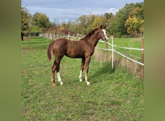 KWPN, Stute, 8 Jahre, 165 cm, Brauner