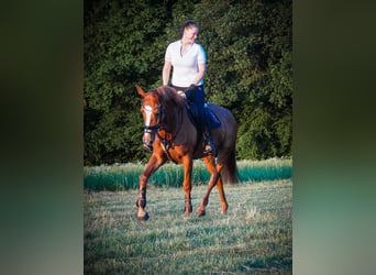 KWPN, Stute, 8 Jahre, 165 cm, Fuchs