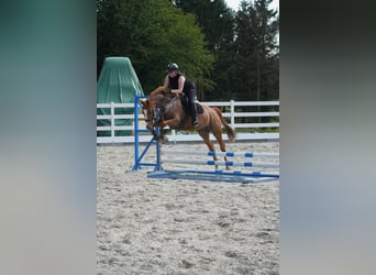 KWPN, Stute, 8 Jahre, 165 cm, Fuchs