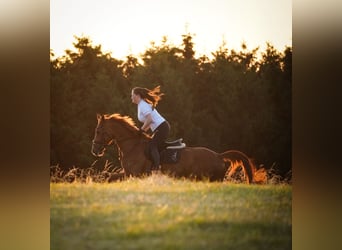 KWPN, Stute, 8 Jahre, 165 cm, Fuchs