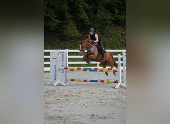 KWPN, Stute, 8 Jahre, 165 cm, Fuchs