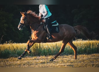 KWPN, Stute, 8 Jahre, 165 cm, Fuchs