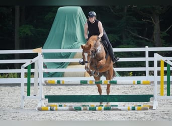 KWPN, Stute, 8 Jahre, 165 cm, Fuchs