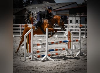 KWPN, Stute, 8 Jahre, 165 cm, Fuchs