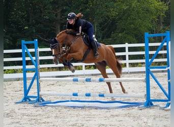 KWPN, Stute, 8 Jahre, 165 cm, Fuchs