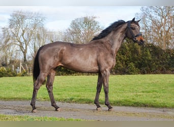 KWPN, Stute, 8 Jahre, 165 cm, Schwarzbrauner