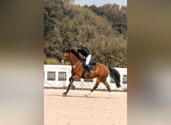 KWPN, Stute, 8 Jahre, 166 cm, Brauner