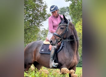 KWPN, Stute, 8 Jahre, 166 cm, Dunkelbrauner