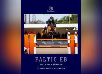 KWPN, Stute, 8 Jahre, 166 cm, Schecke