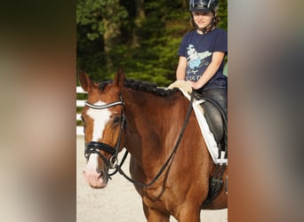 KWPN, Stute, 8 Jahre, 167 cm, Brauner