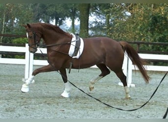 KWPN, Stute, 8 Jahre, 167 cm, Fuchs