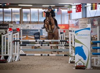 KWPN, Stute, 8 Jahre, 167 cm, Fuchs