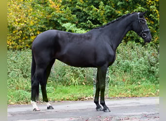 KWPN, Stute, 8 Jahre, 167 cm, Rappe