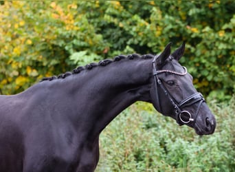 KWPN, Stute, 8 Jahre, 167 cm, Rappe