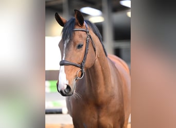 KWPN, Stute, 8 Jahre, 167 cm, Rotbrauner