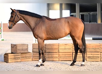 KWPN, Stute, 8 Jahre, 167 cm, Rotbrauner