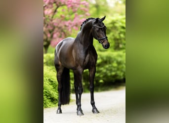 KWPN, Stute, 8 Jahre, 167 cm, Schwarzbrauner