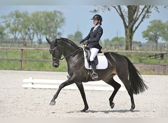 KWPN, Stute, 8 Jahre, 167 cm, Schwarzbrauner
