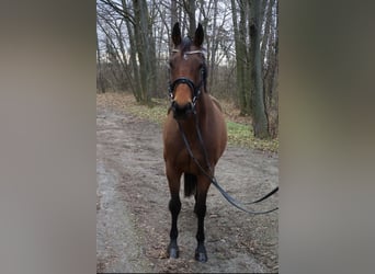 KWPN, Stute, 8 Jahre, 168 cm, Brauner