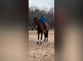 KWPN, Stute, 8 Jahre, 168 cm, Brauner