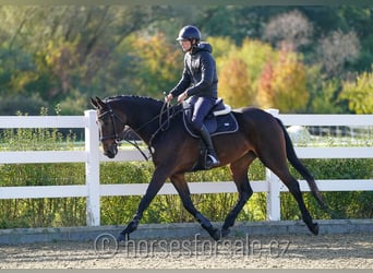 KWPN, Stute, 8 Jahre, 168 cm, Dunkelbrauner
