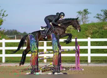 KWPN, Stute, 8 Jahre, 168 cm, Dunkelbrauner