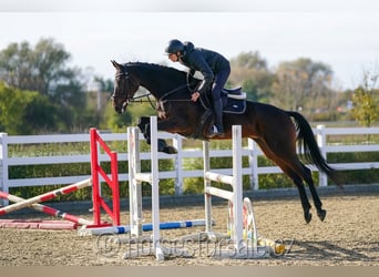 KWPN, Stute, 8 Jahre, 168 cm, Dunkelbrauner