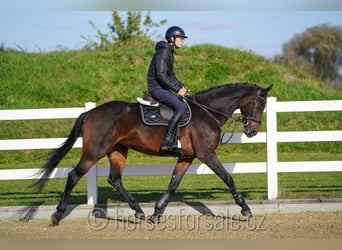 KWPN, Stute, 8 Jahre, 168 cm, Dunkelbrauner