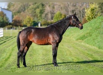 KWPN, Stute, 8 Jahre, 168 cm, Dunkelbrauner