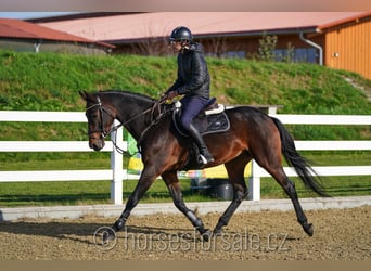 KWPN, Stute, 8 Jahre, 168 cm, Dunkelbrauner