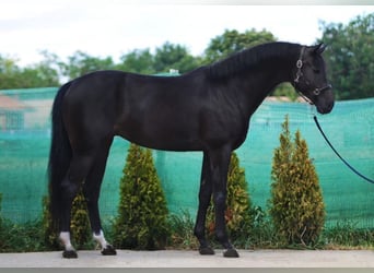 KWPN, Stute, 8 Jahre, 168 cm, Rappe