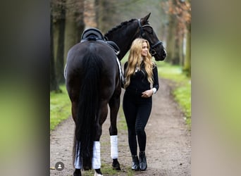 KWPN Mix, Stute, 8 Jahre, 168 cm, Rappe