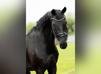 KWPN, Stute, 8 Jahre, 168 cm, Rappe