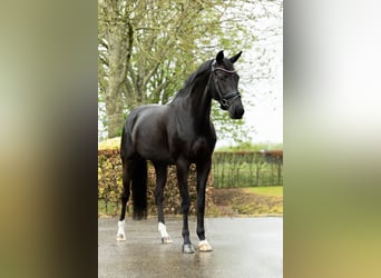 KWPN, Stute, 8 Jahre, 168 cm, Rappe