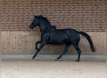KWPN, Stute, 8 Jahre, 168 cm, Rappe