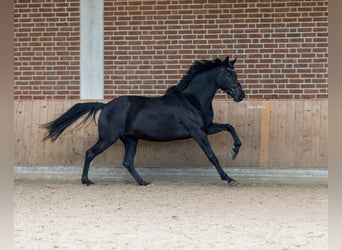 KWPN, Stute, 8 Jahre, 168 cm, Rappe