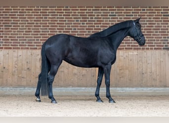 KWPN, Stute, 8 Jahre, 168 cm, Rappe