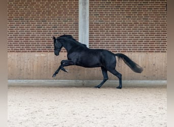 KWPN, Stute, 8 Jahre, 168 cm, Rappe