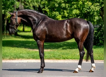 KWPN, Stute, 8 Jahre, 169 cm, Brauner