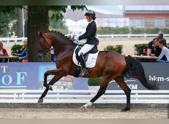 KWPN, Stute, 8 Jahre, 169 cm, Brauner
