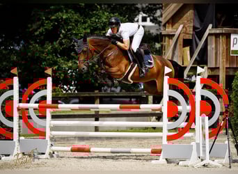 KWPN, Stute, 8 Jahre, 169 cm, Brauner