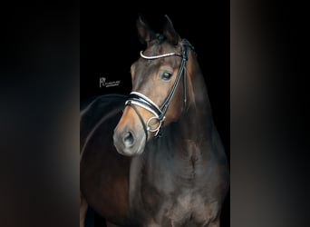 KWPN, Stute, 8 Jahre, 169 cm, Dunkelbrauner