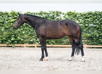 KWPN, Stute, 8 Jahre, 169 cm, Dunkelbrauner